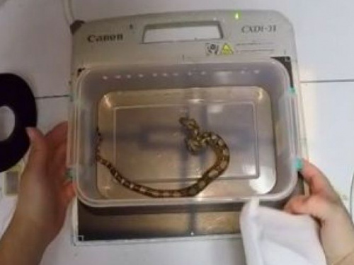 В США обнаружили двухголовую змею с двумя сердцами (ФОТО+ВИДЕО)
